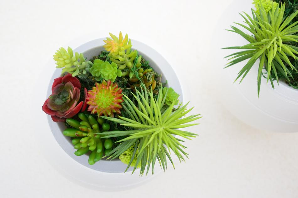 Decorative beautiful flowers in a pot