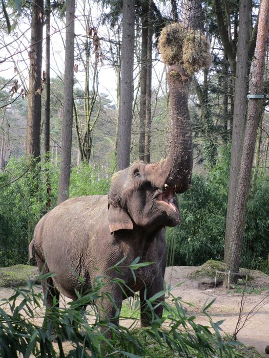 Elephant Eats Zoo