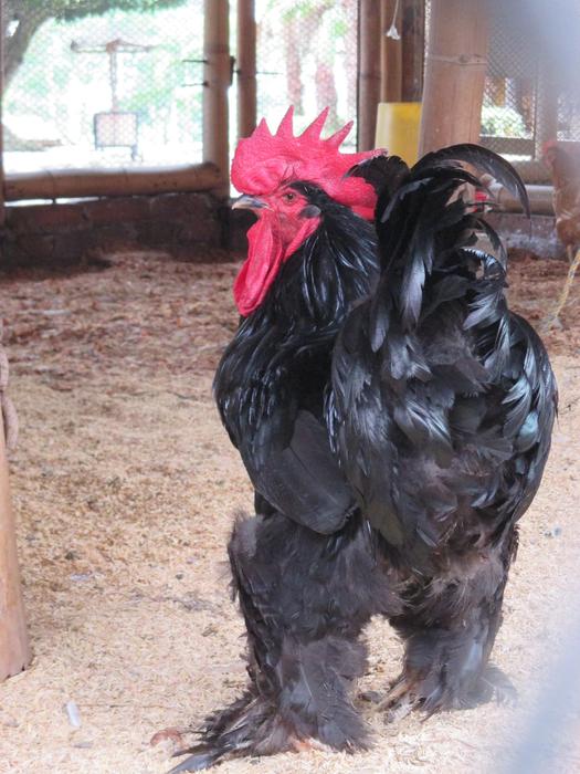 black purebred poultry on the farm