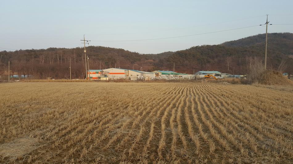 farmer food field with wheat