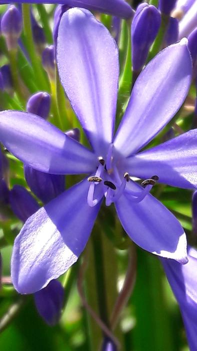 Lirio Do Nilo Lily Of The nile