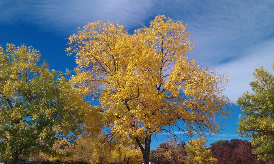 Yellow Tree Fall