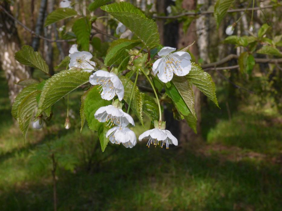 Branch Flowers