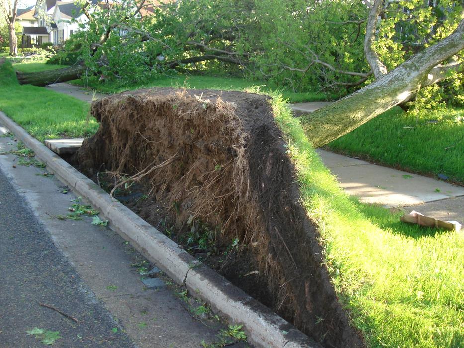 Tree Roots Tornado With
