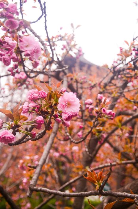 Qinglong Temple Cherry Blossom