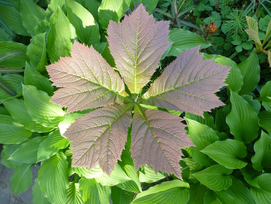 deciduous plant in the garden