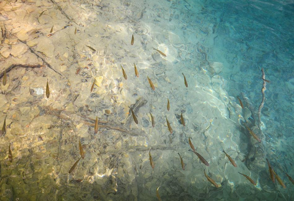 Fish Lake Water