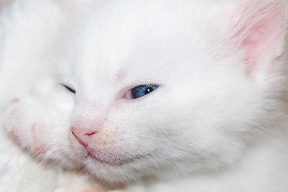 Cat Kitten Baby