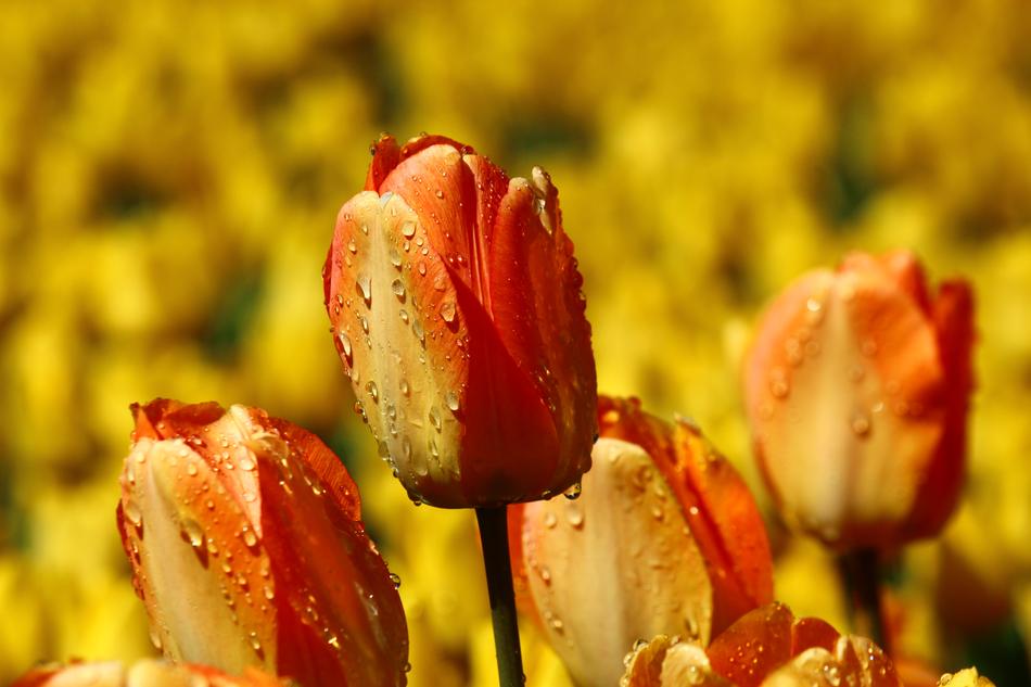 After The Rain Both Devices Tulip