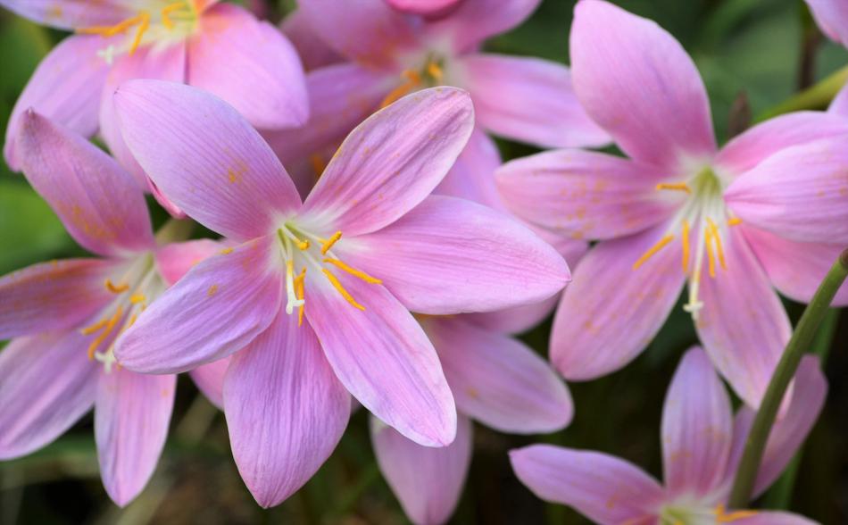 Crocus Garden Flowers Pink