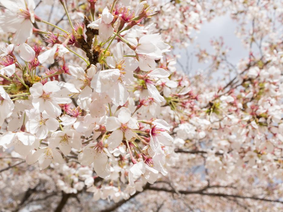 Flowers Cherry Blossoms Japan
