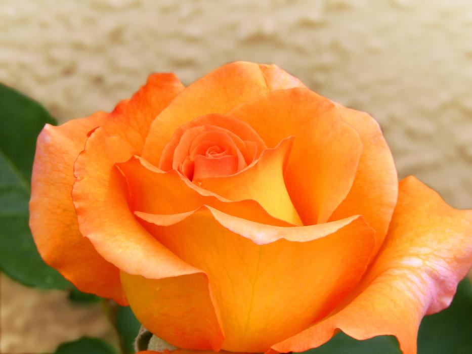 Rosa Yellow Rose Pink Orange