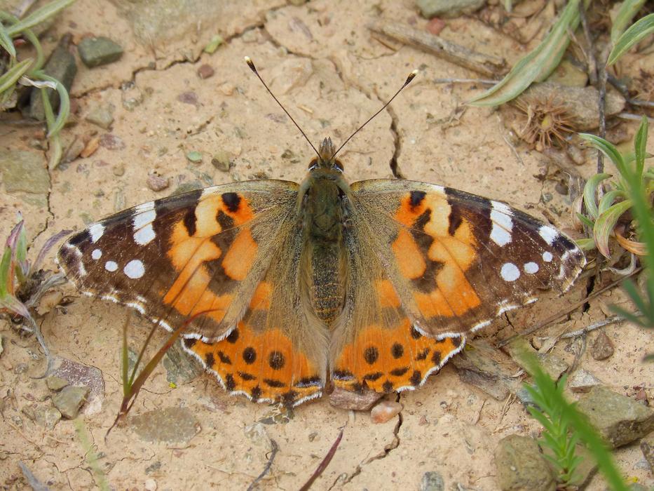 Butterfly Migradora Of The