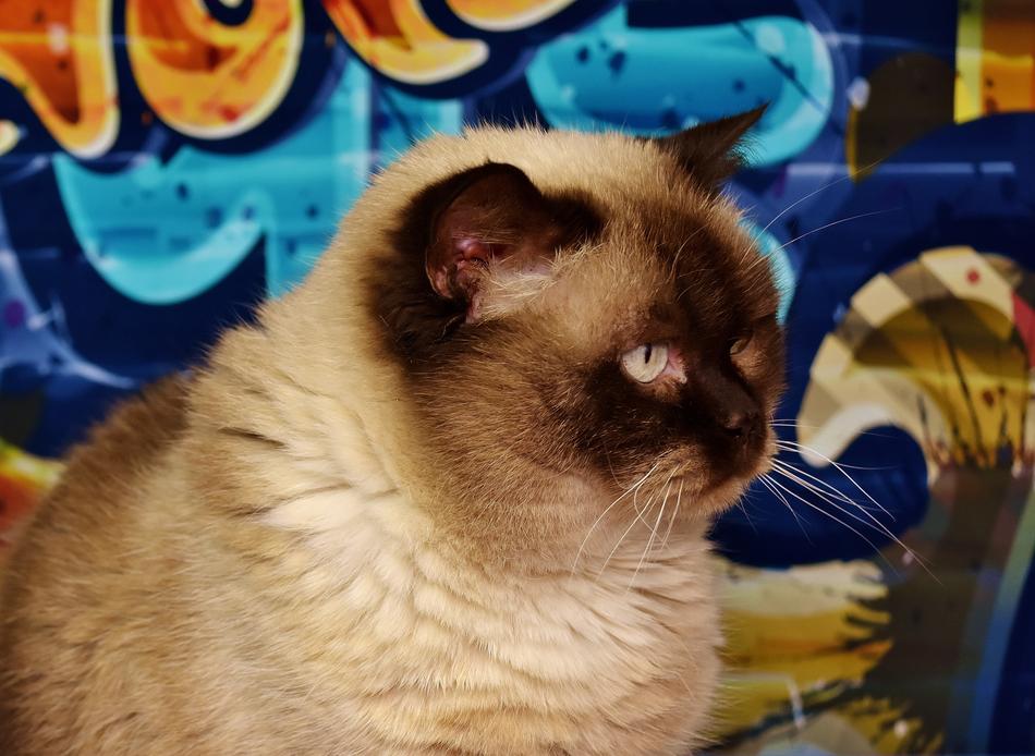 fat British Shorthair Cat at colorful wall