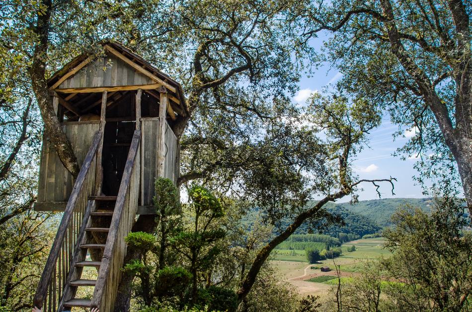 Tree House forest