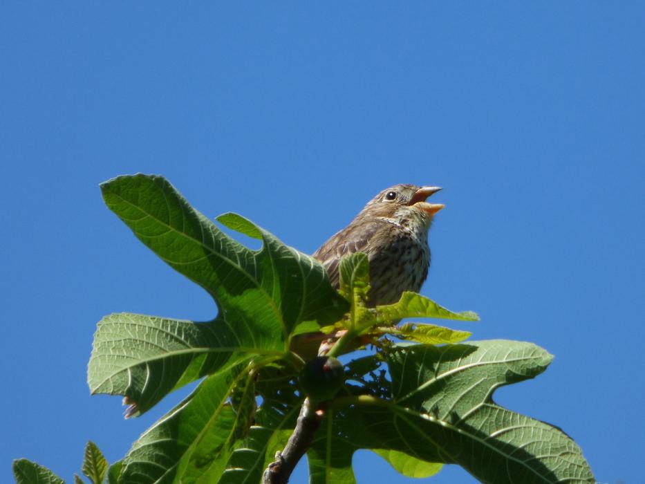 fluffy bird in a tree