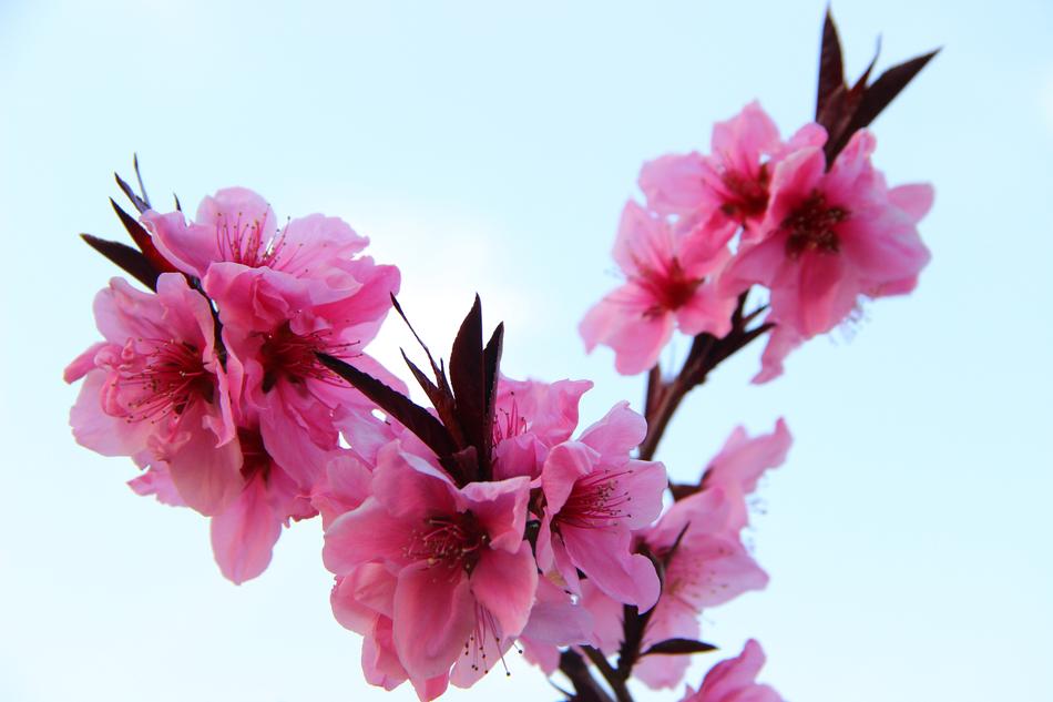 beautiful pink flowers on a branch