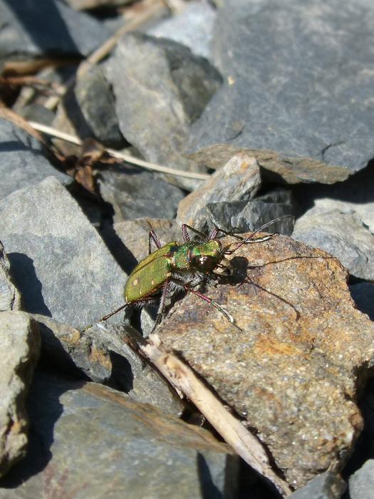 Cicindela Campestris Country
