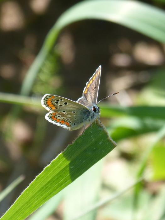 Butterfly Brunette Moreneta