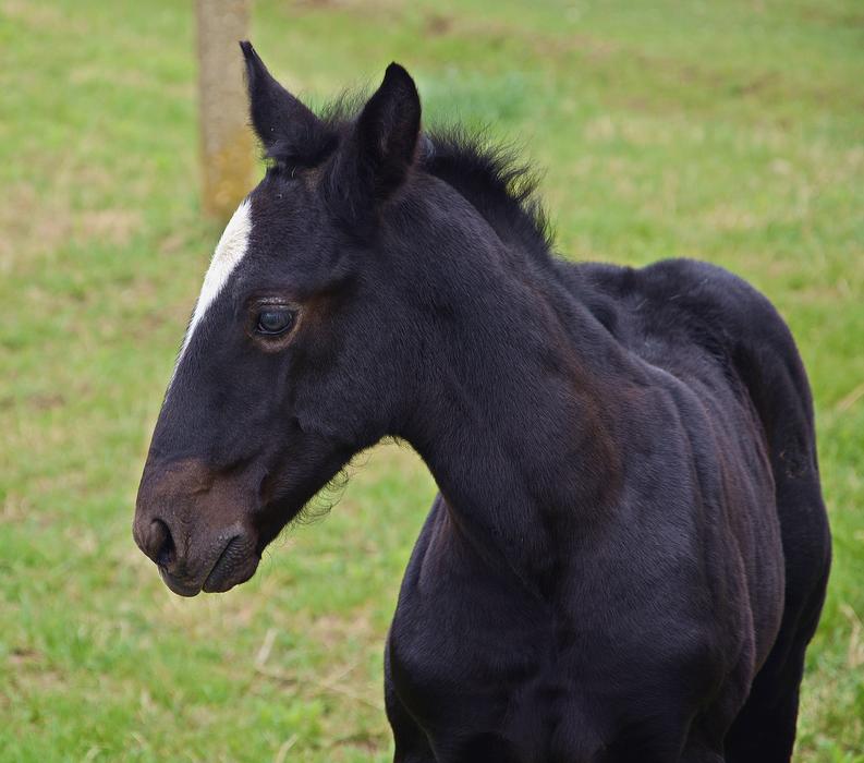 Foal Horse