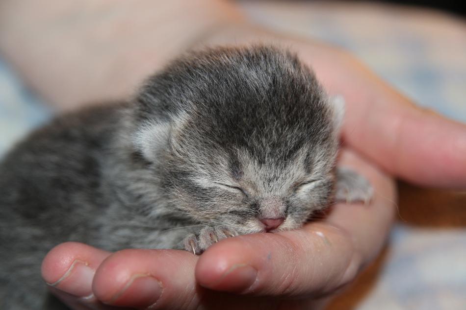 Cat Baby Kitten Sleep