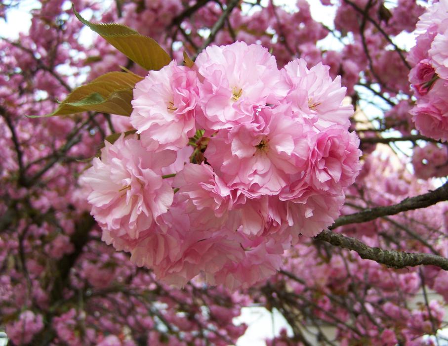 Japanese Ornamental Cherry Pink