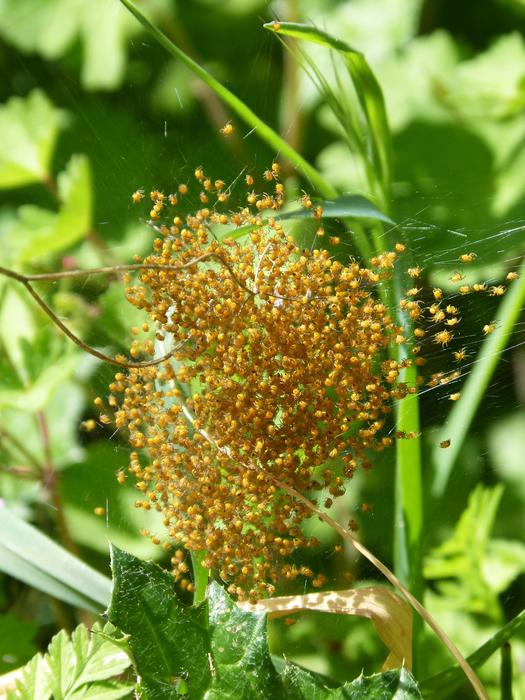 Nest Of Spiders Young