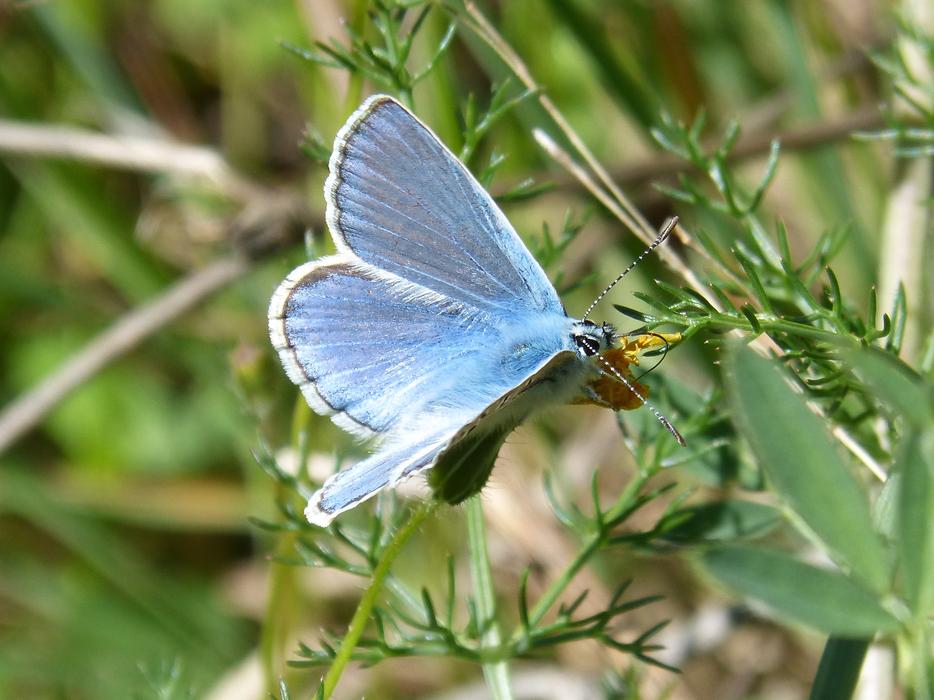 Butterfly Blue Blaveta