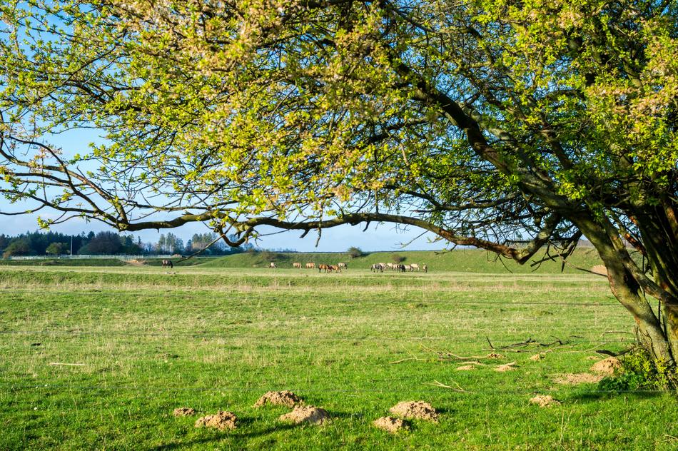 Spring Meadow Pasture