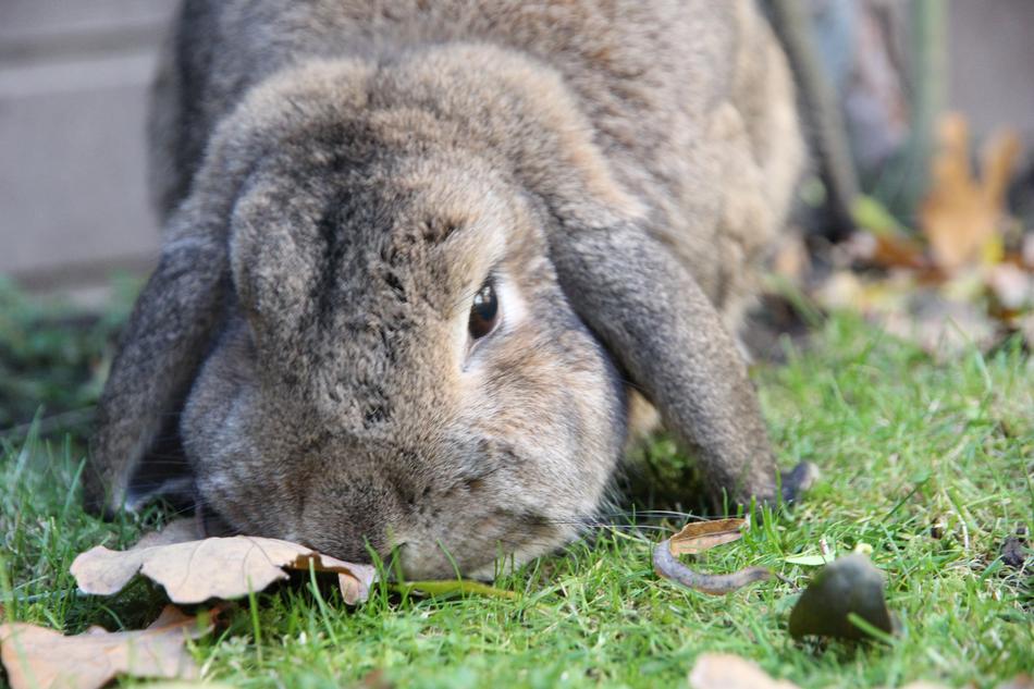 Rabbit Dwarf Aries Brown Wild