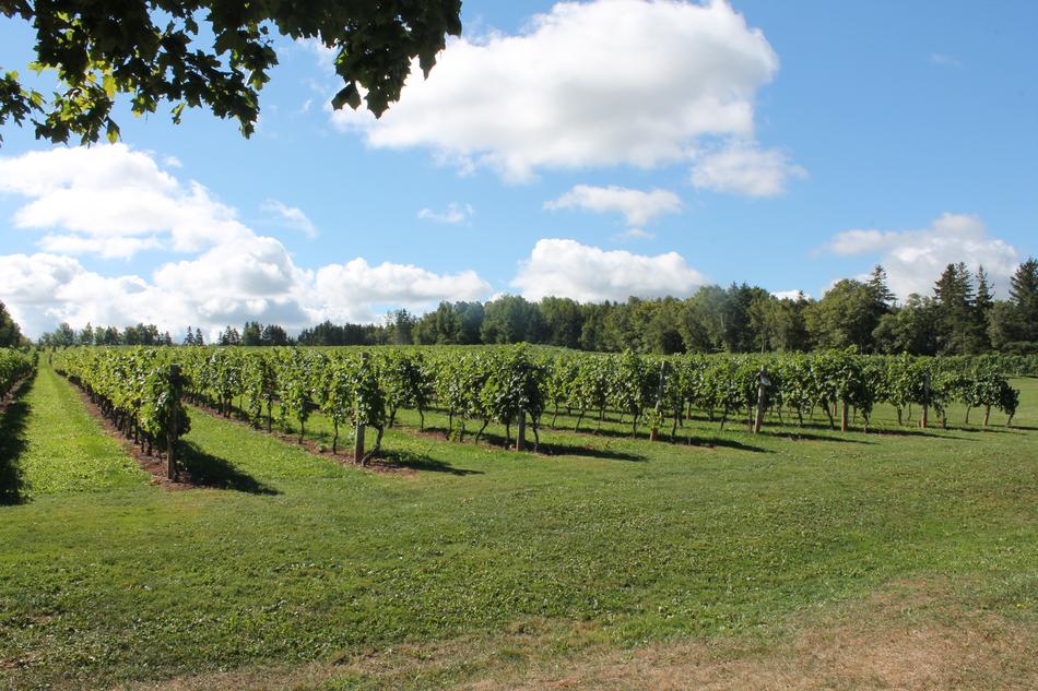 Vineyard Grapes Vine