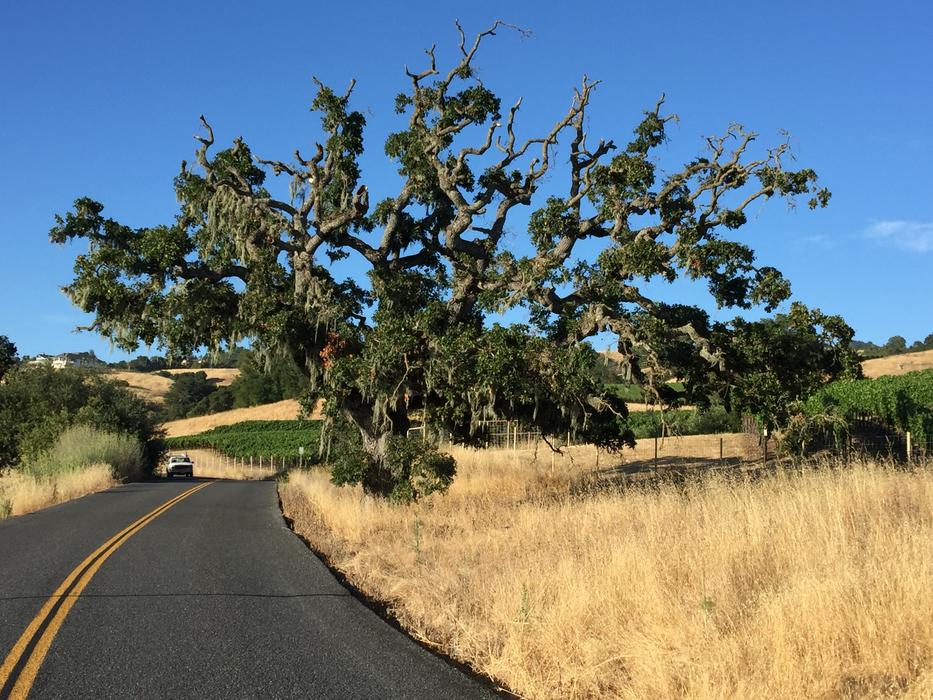 Tree Sonoma