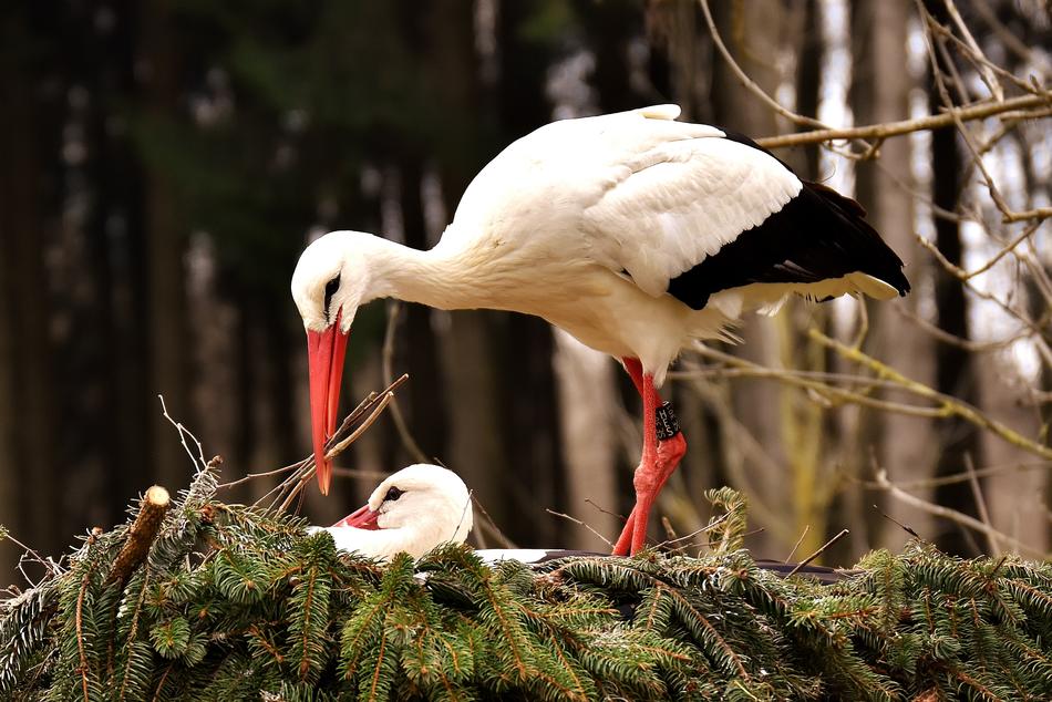 Storks Pair Solicitous Nest