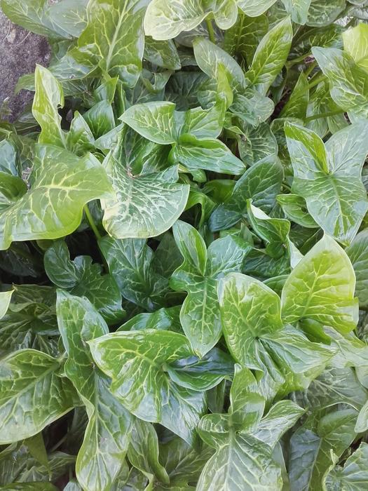 Leaves Green Flora