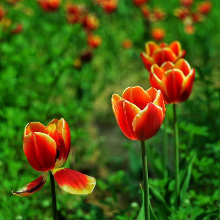 Red Tulip