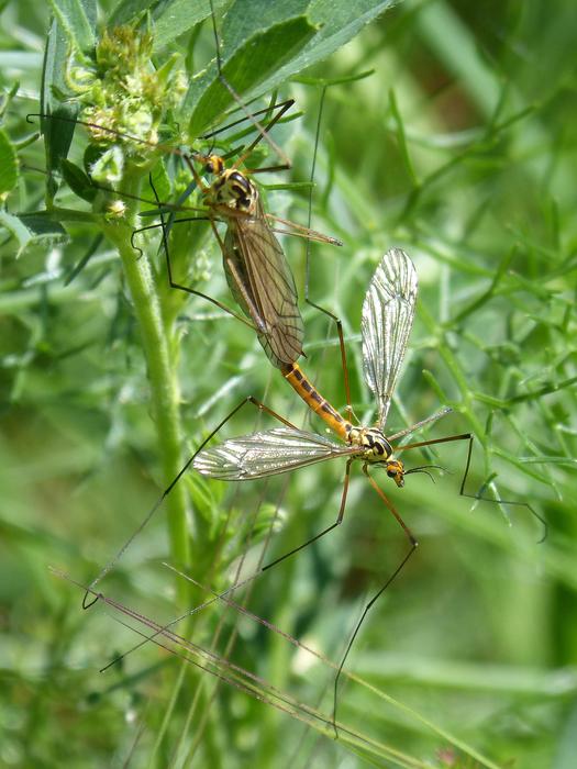 Típula Tipulidae Giant Mosquito