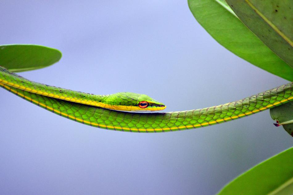 Green Steady