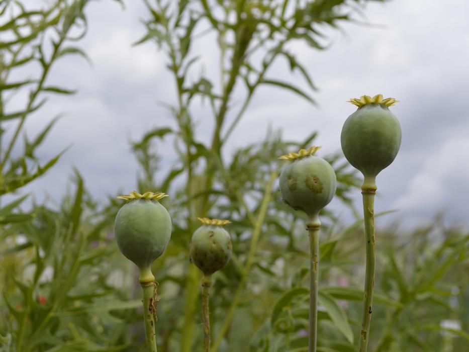 Poppy Encapsulate Poppy-Capsules