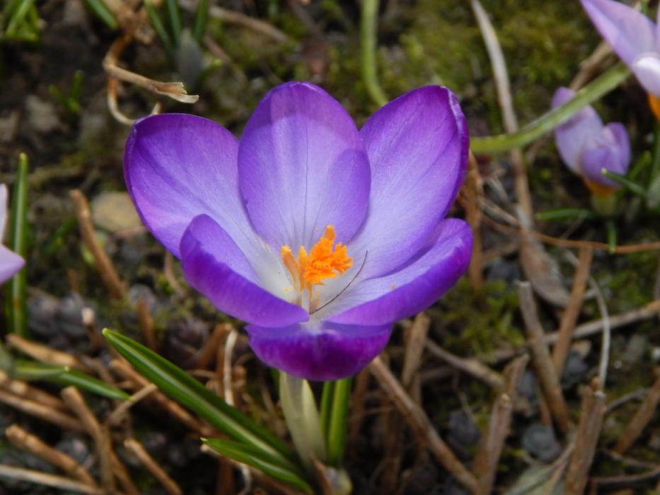Crocus Spring
