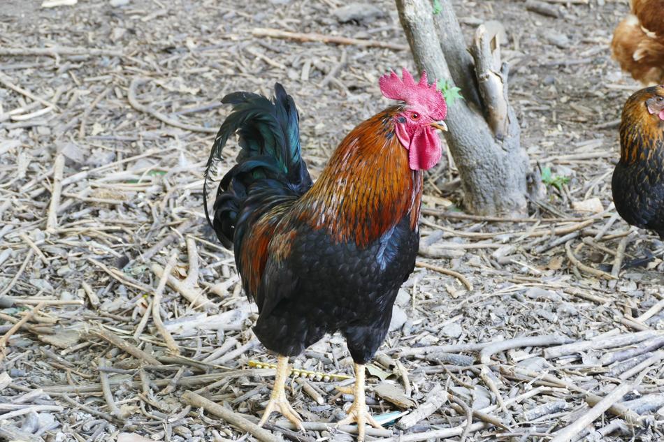 Hahn Stall Poultry