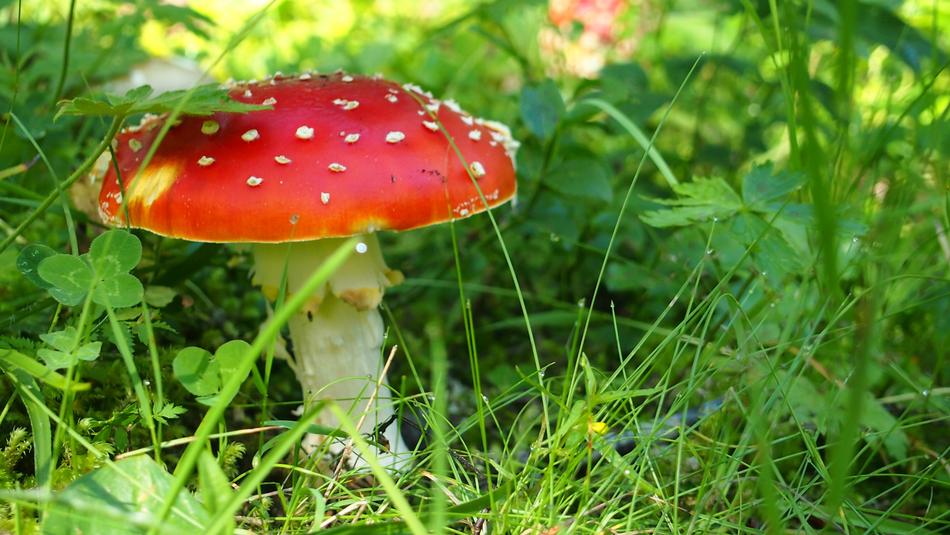 Amanita Kills Fly Fungus