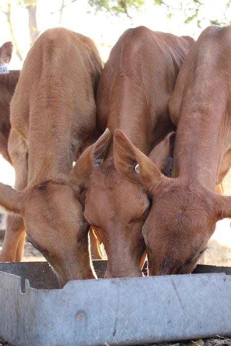 Dairy Red