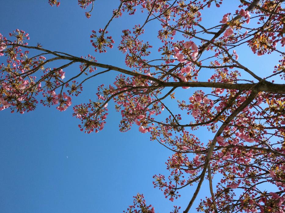 Spring Flowers