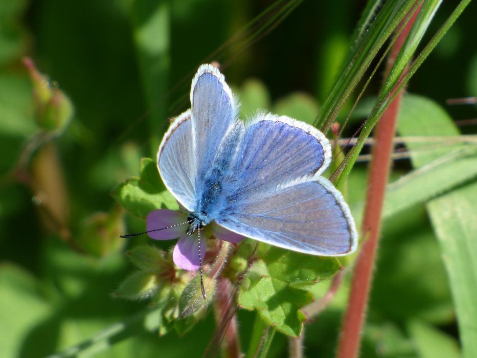 Blue Butterfly Blaveta Of The farigola
