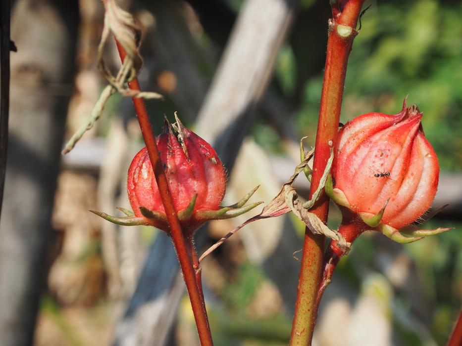 red flower buds in the garden