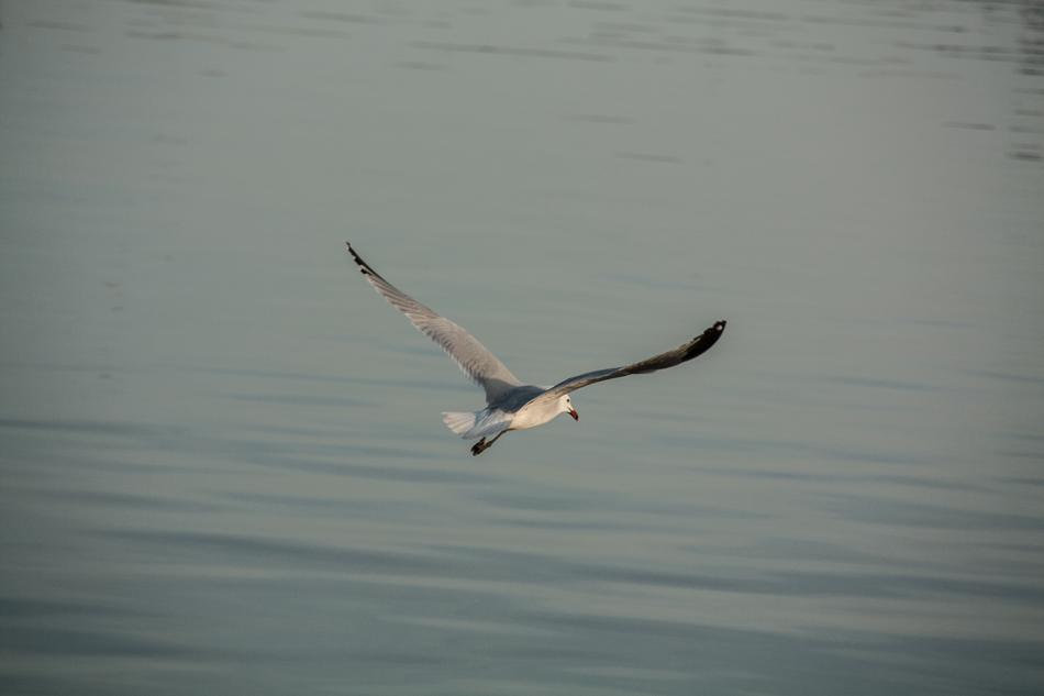 soaring gull over the sea