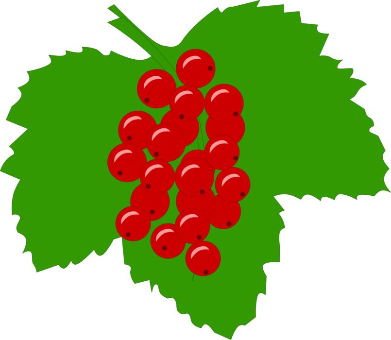 currant berry red ripe fruit