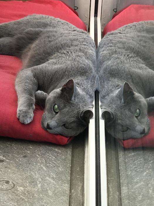 Cat Mirror Image Grey Russian