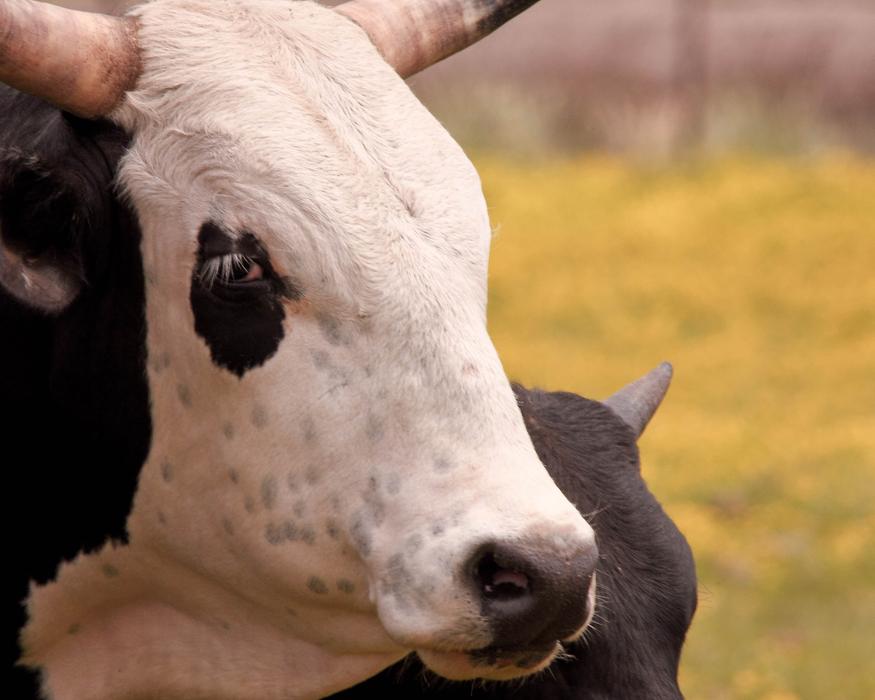 Cow Calf