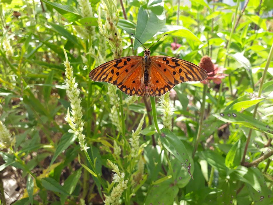 Butterfly Garden